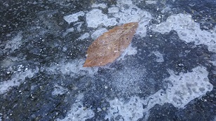 f0130259_11122493.jpg
