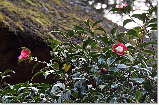 箱根湯本・・・後北条5代の菩提寺『早雲寺』_b0053765_22022054.jpg