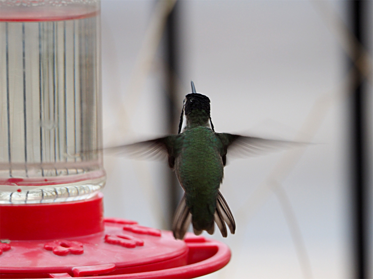 ラスベガスのHummingbird (ハチドリ) 2 : マッシーの四季