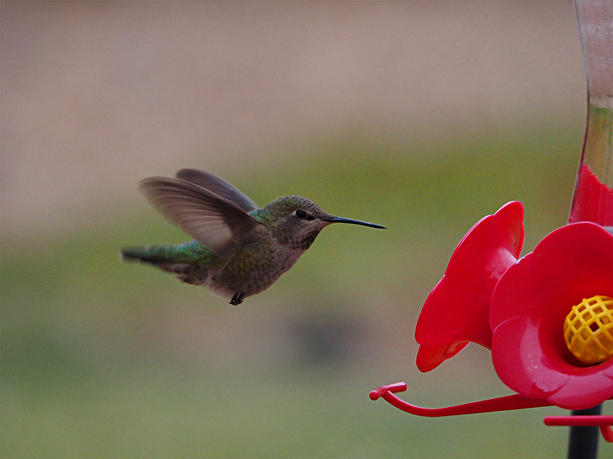 ラスベガスのｈｕｍｍｉｎｇｂｉｒｄ ハチドリ ２ マッシーの四季折々