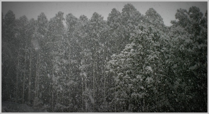 深泥が池の雪景色_c0036080_11514620.jpg