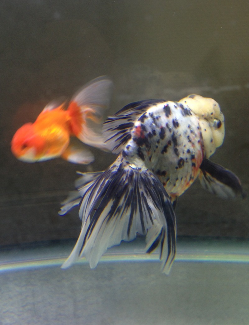 チビオランダ獅子頭の引っ越し 錦玉羹 金魚づくし