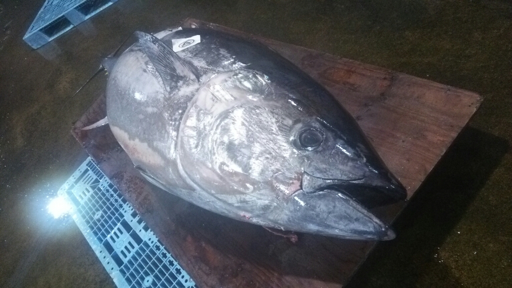 お久しぶりです、マグロちゃん_d0183392_07022023.jpg