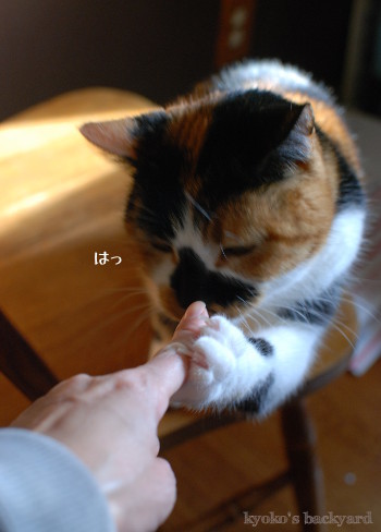 狙ってないフリ_b0253205_02484752.jpg