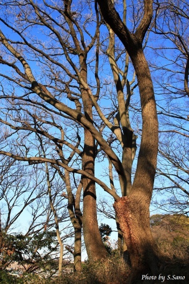 冬の称名寺(2016年1月)_b0348205_22334311.jpg