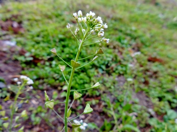 ぺんぺん草 だんご虫の花