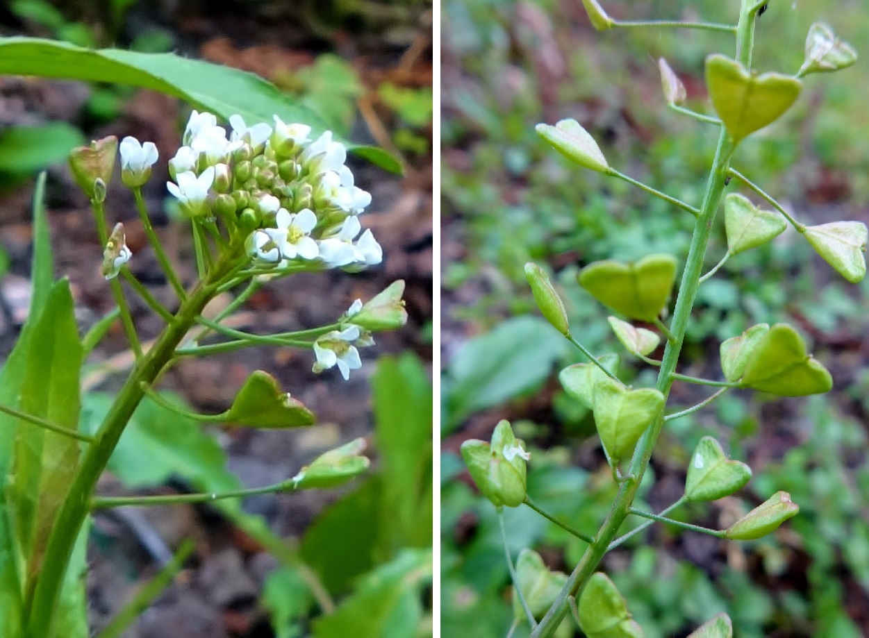 ぺんぺん草 だんご虫の花