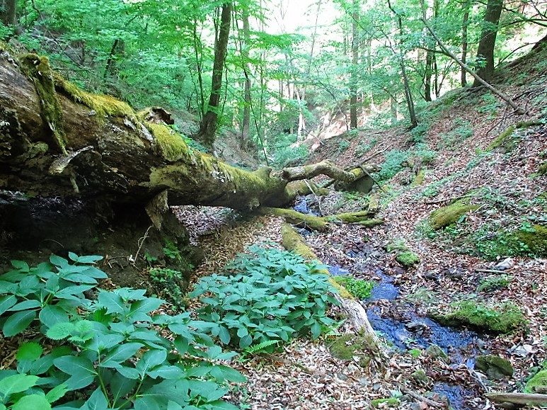 上野村　北沢渓谷にシオジ原生林を求めて　　　　　Shiozi forest in Ueno,Gunma_f0308721_6384558.jpg