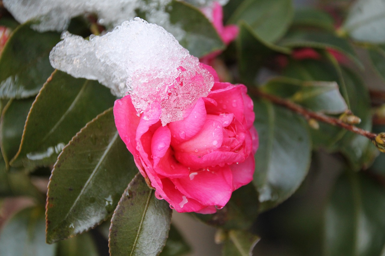 万葉集その五百六十四　(み雪降りたり)_b0162728_648111.jpg