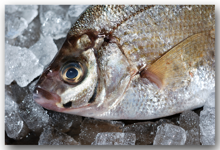 青タナゴ アオタナゴ めっちゃ淡白な魚です 魚屋三代目日記