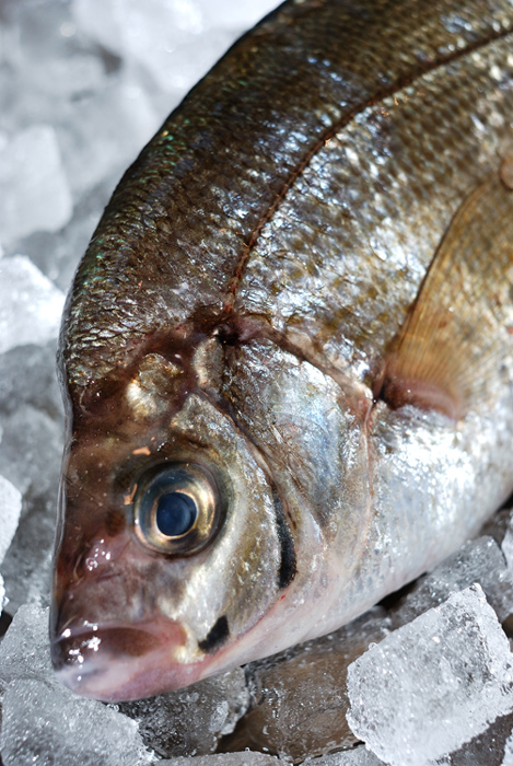 青タナゴ アオタナゴ めっちゃ淡白な魚です 魚屋三代目日記