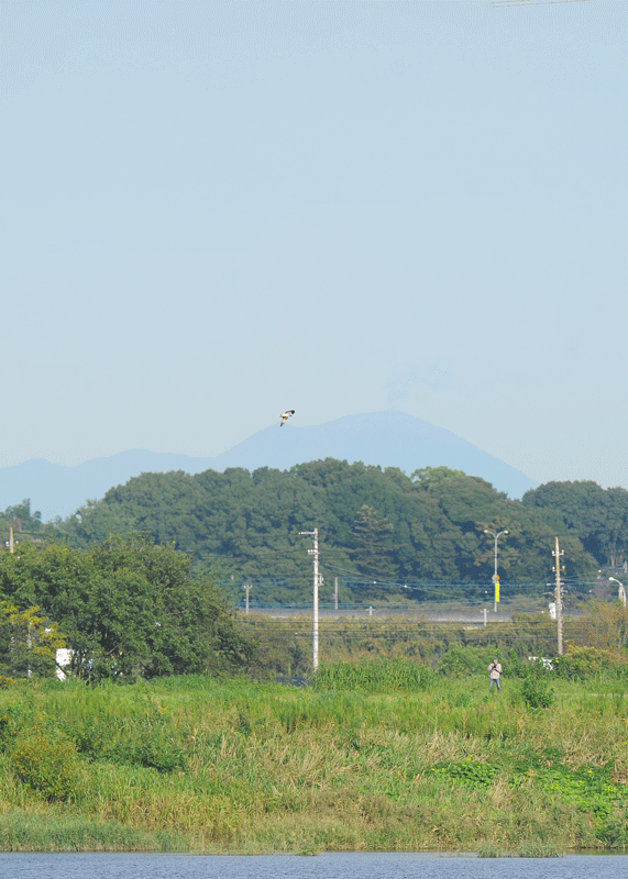 d0290240_15411138.gif