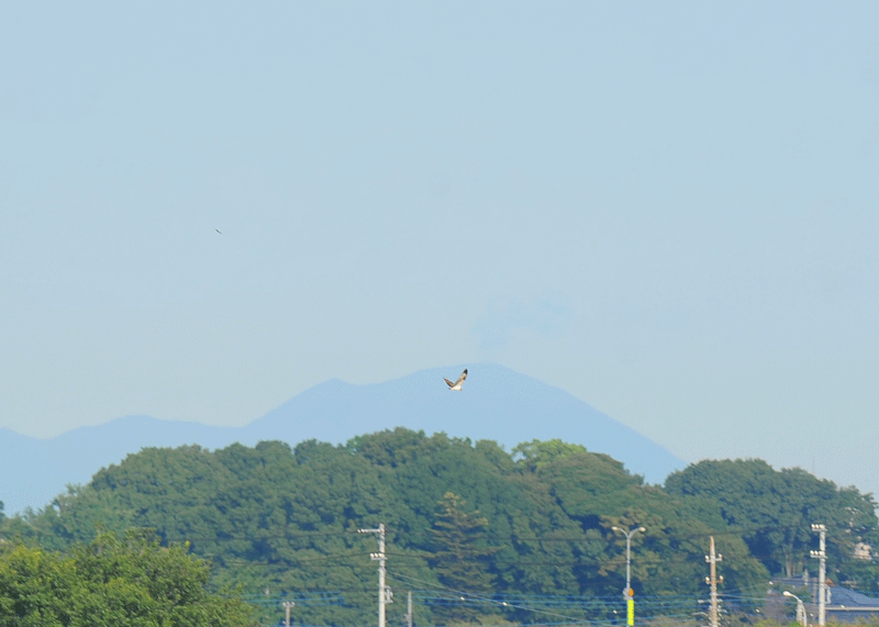 d0290240_15412465.gif