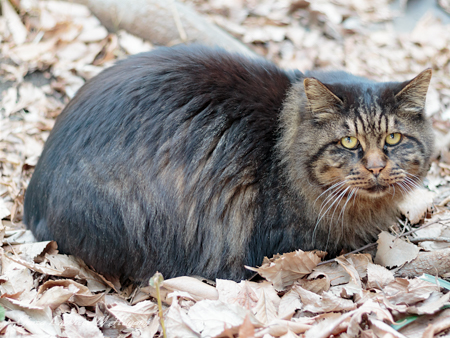 猫のいる風景 日比谷公園 長毛のキジトラちゃん_b0133053_06405.jpg