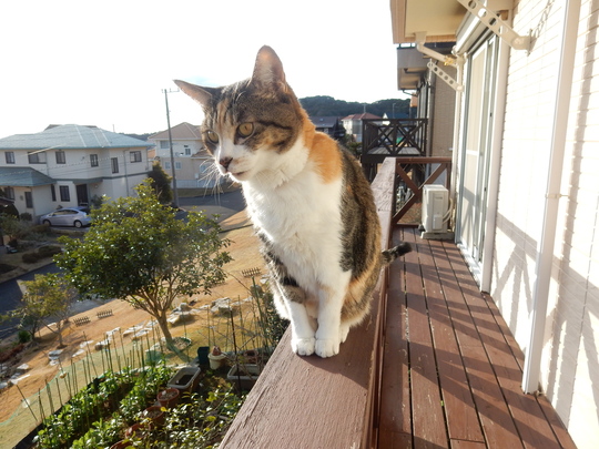 ’16,1,22(金)安房小湊の清澄寺に行ってきたYO!_f0060461_10311597.jpg