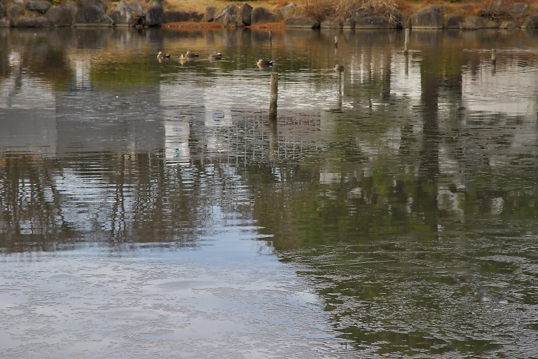 横浜　こども自然公園（１月２１日）_c0057265_3494926.jpg