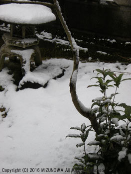 雪の日課_d0255366_14334742.jpg