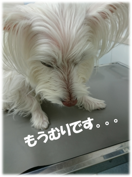 b0242873_13112579.png