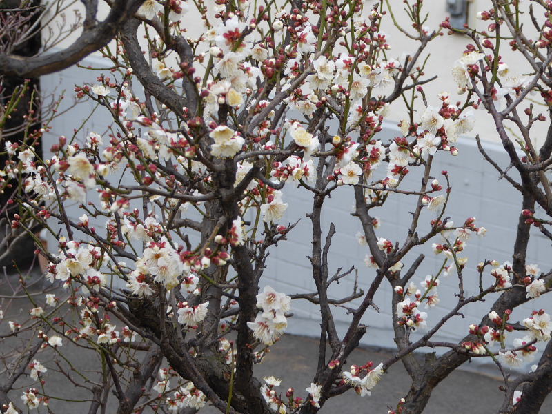 金蓮花・ガマズミ･姫立金花･マーガレット・ゼラニュウム･桜草・シジュウカラ･松虫草_d0261298_6463845.jpg