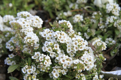 春に咲く小さな白い花アリッサム 神戸布引ハーブ園 ハーブガイド ハーブ花ごよみ