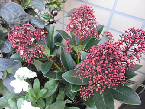 d0046702_733472.jpg