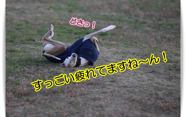 一旦休止・・・(* ̄- ̄*)_e0100007_137877.jpg