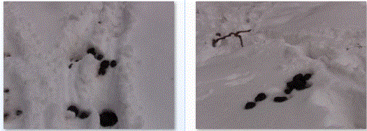 f0231709_112518.gif