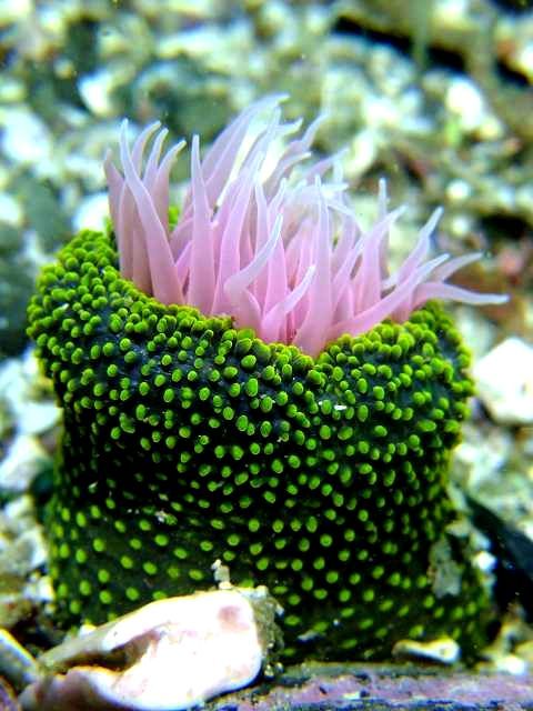 ミドリイソギンチャク 葉山 浅場 Anthopleura Fuscoviridis Carlgren 1949 葉山の美味しいダイビング生活