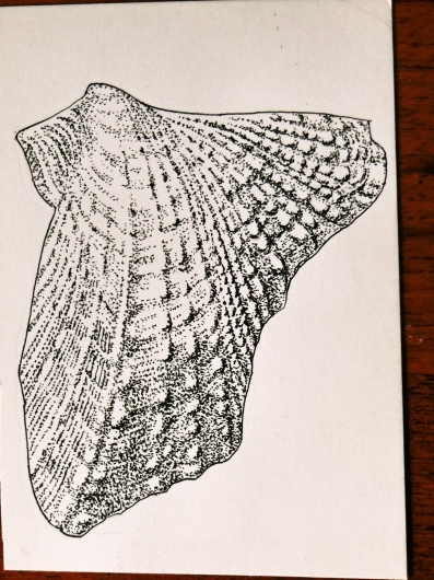 中生代白亜紀前期のウグイスガイの１種、ゲルビラリア・ホクトアイ_d0269922_16572188.jpg