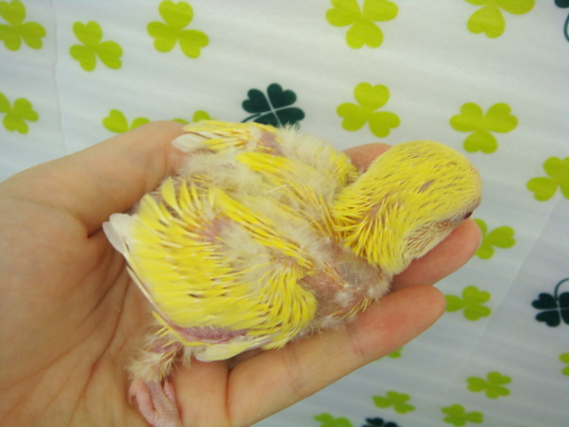 160123 チンチラ・文鳥・インコ_f0189122_13215542.jpg
