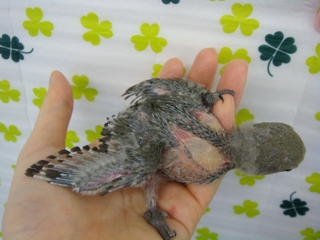 160123 チンチラ・文鳥・インコ_f0189122_13221629.jpg