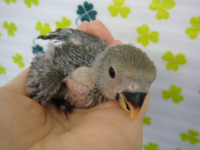 160123 チンチラ・文鳥・インコ_f0189122_13222558.jpg