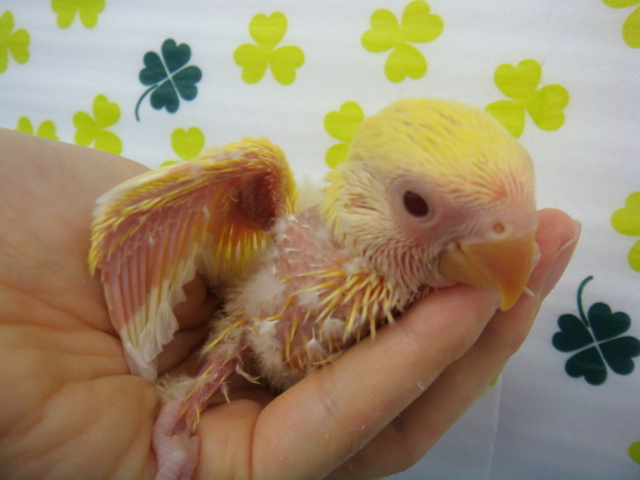 160123 チンチラ・文鳥・インコ_f0189122_1322377.jpg