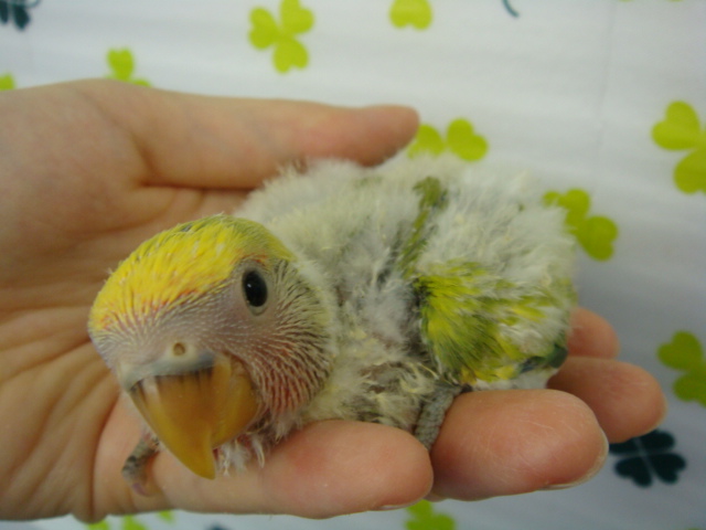 160123 チンチラ・文鳥・インコ_f0189122_13224751.jpg