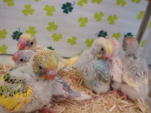 160123 チンチラ・文鳥・インコ_f0189122_13225764.jpg