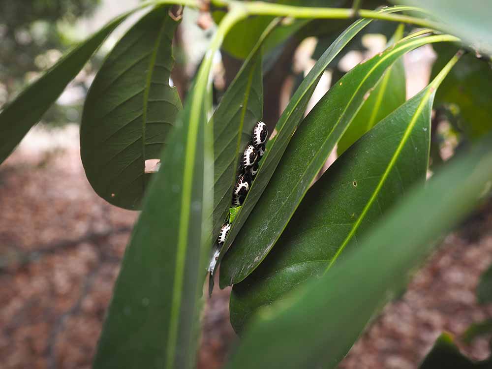 千葉の公園で越冬昆虫探し　ムラサキツバメとアカスジキンカメムシ_f0324026_12233682.jpg