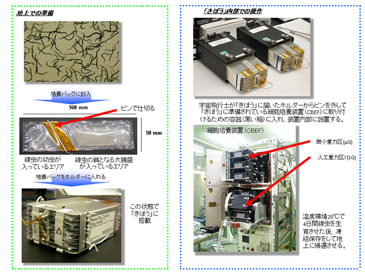 小さな線虫の特徴を活かして_c0365835_11095769.jpeg