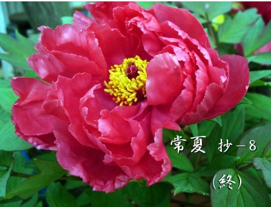 与謝野晶子≪常夏≫抄-8 (終) : Merrydiary 与謝野晶子≪常夏≫抄-8 (終) : Merrydiary