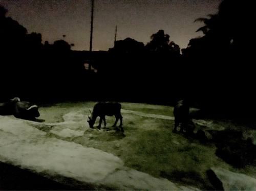 シンガポールへGo!Part4_e0292546_07515219.jpg