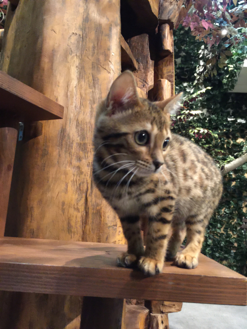 猫カフェ ヒョウ猫の森 毎日がクリスマス