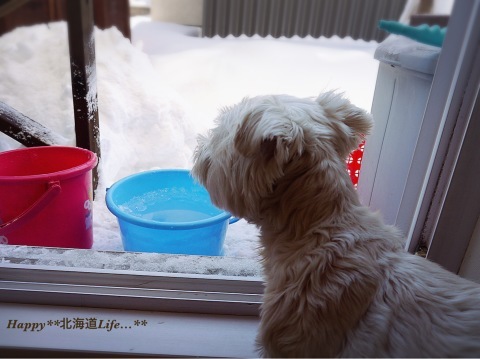 a0337860_23123605.jpeg