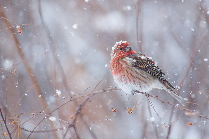 晴れのち雪、時々吹雪_b0244261_2149833.jpg