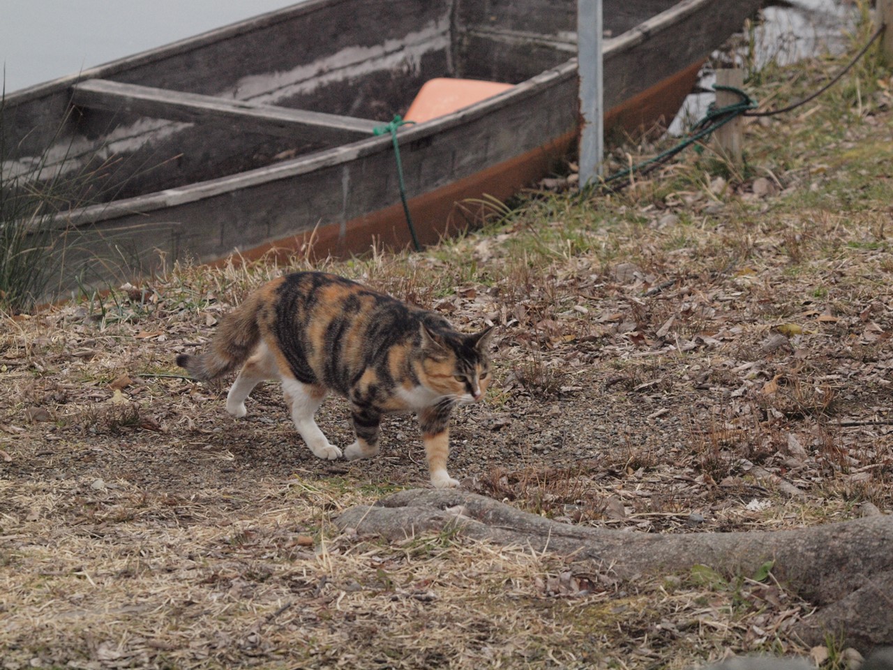 『木曽川水園の猫と花と鳥・・・・・』_d0054276_20281627.jpg