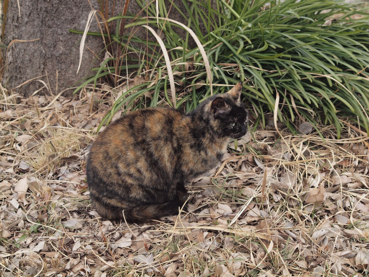 『木曽川水園の猫と花と鳥・・・・・』_d0054276_20292142.jpg