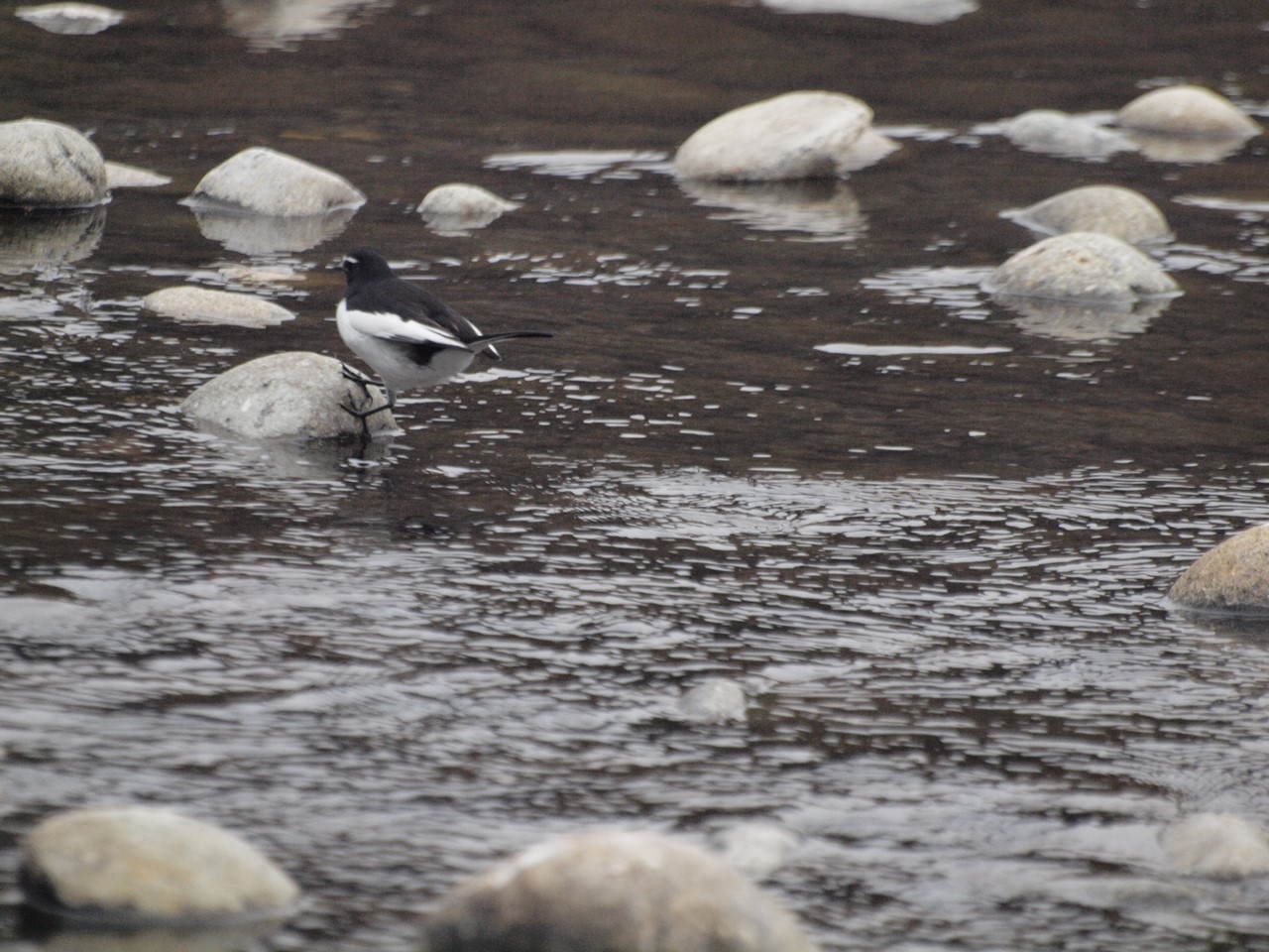 『木曽川水園の猫と花と鳥・・・・・』_d0054276_2033070.jpg