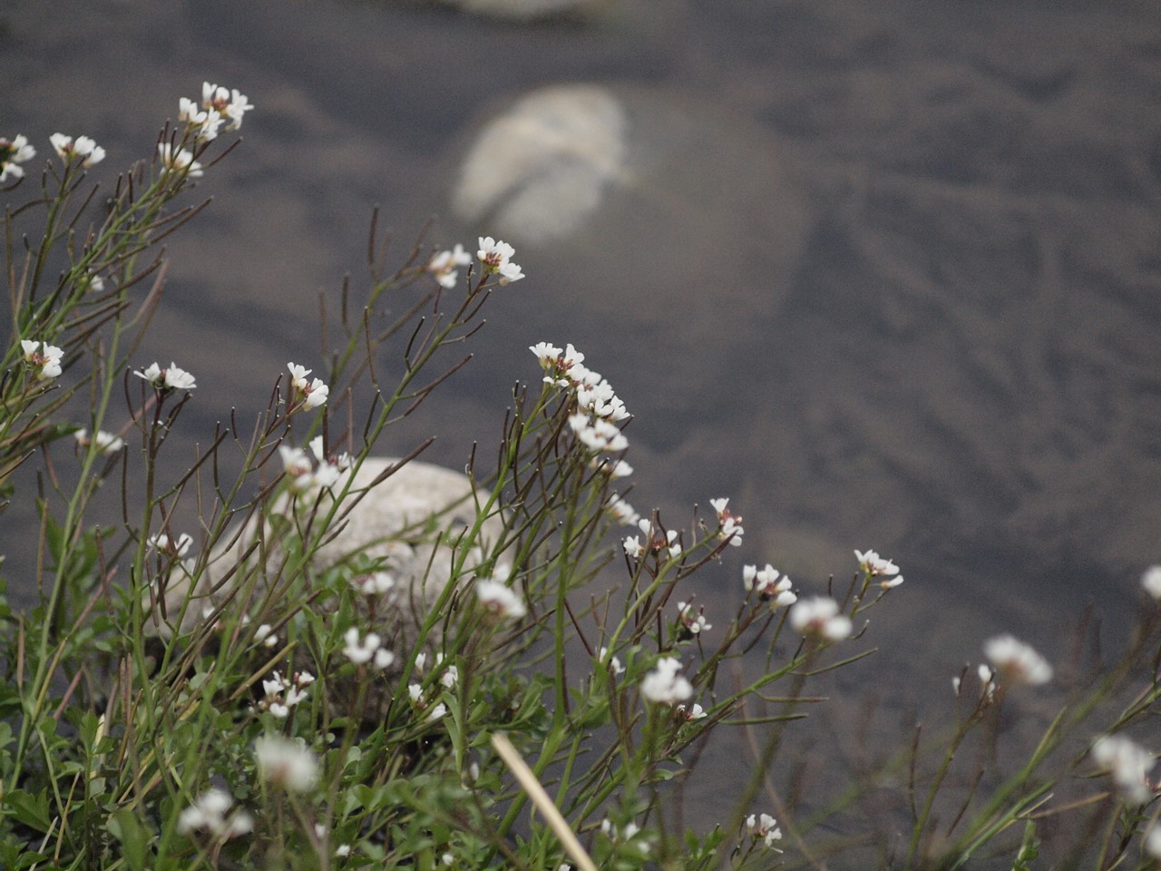 『木曽川水園の猫と花と鳥・・・・・』_d0054276_20335098.jpg