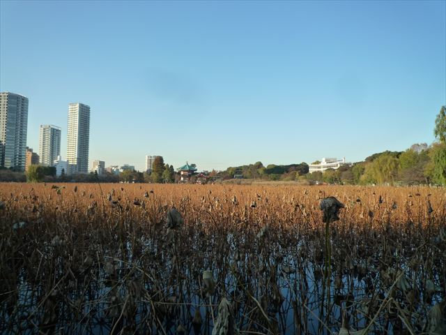 b0287088_20210053.jpg