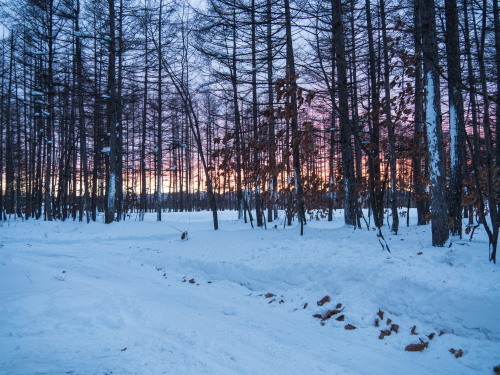 厳冬期の夕暮れ～カラマツ林越しの日高山脈～_f0276498_23003865.jpg