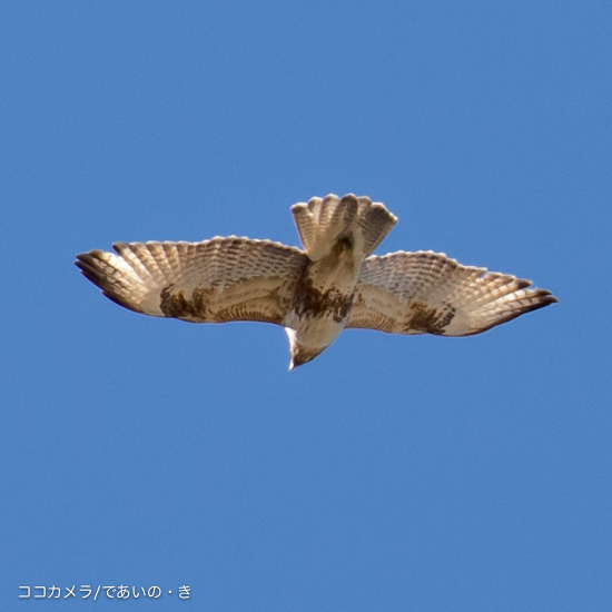 写真日記・多摩川探訪記その37(登戸〜南多摩コース）・2016.1.24(Y-IN)_c0336400_22154620.jpg