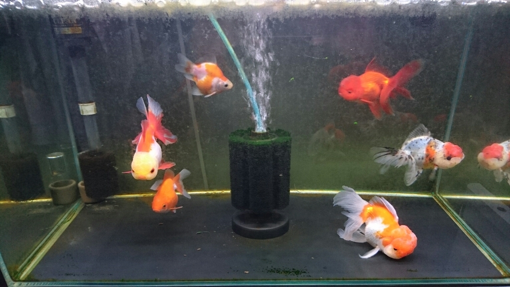 金魚紹介 福だるま Today S Memory